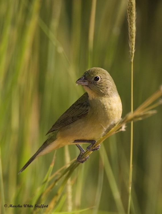 Painted Bunting (female)  - 8234EW bunting.jpg