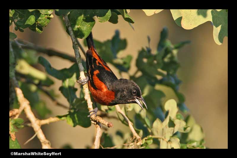 Orchard Oriole - 3612EW.jpg