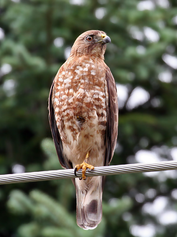 IMG_8802 Broad-winged Hawk.jpg