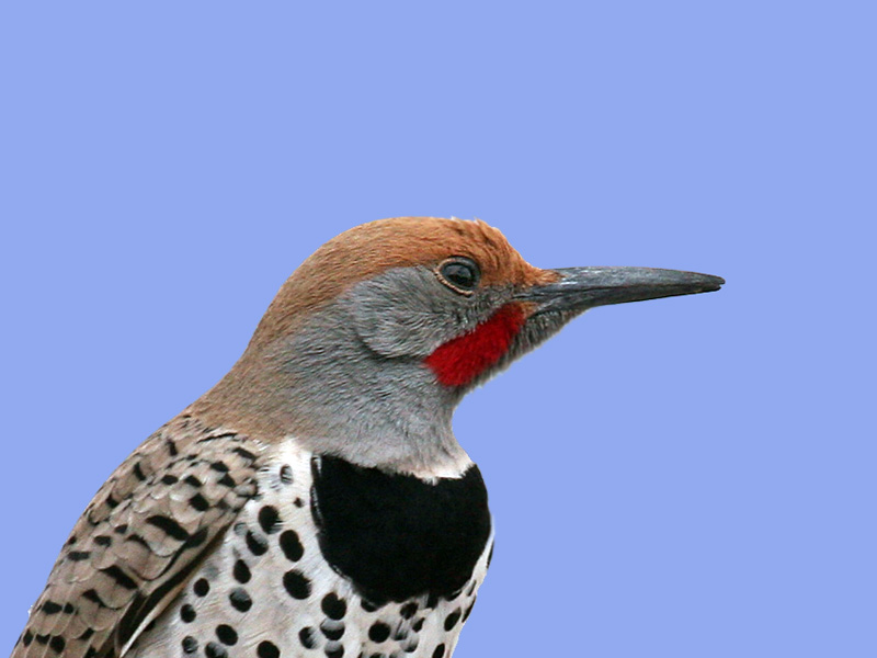 IMG_1233b Gilded Flicker - male.jpg