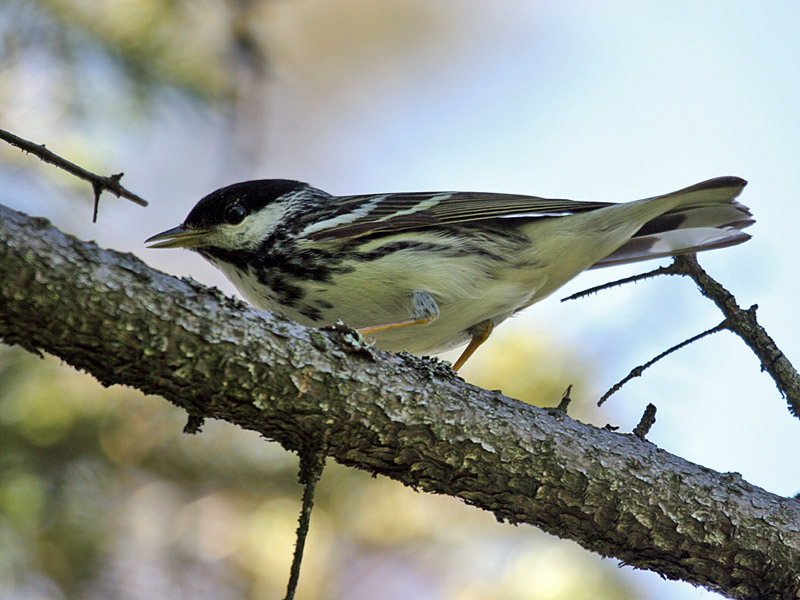 IMG_8755 Blackpoll Warbler.jpg