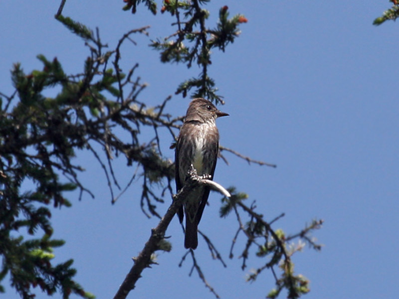 IMG_0478 Olive-sided Flycatcher.jpg
