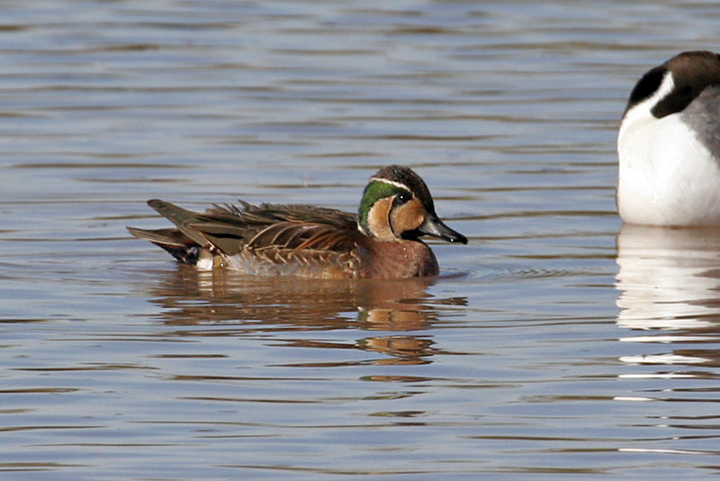 IMG_3511a Baikal Teal.jpg