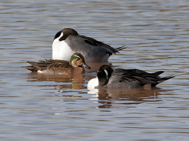 IMG_3512 Baikal Teal.jpg