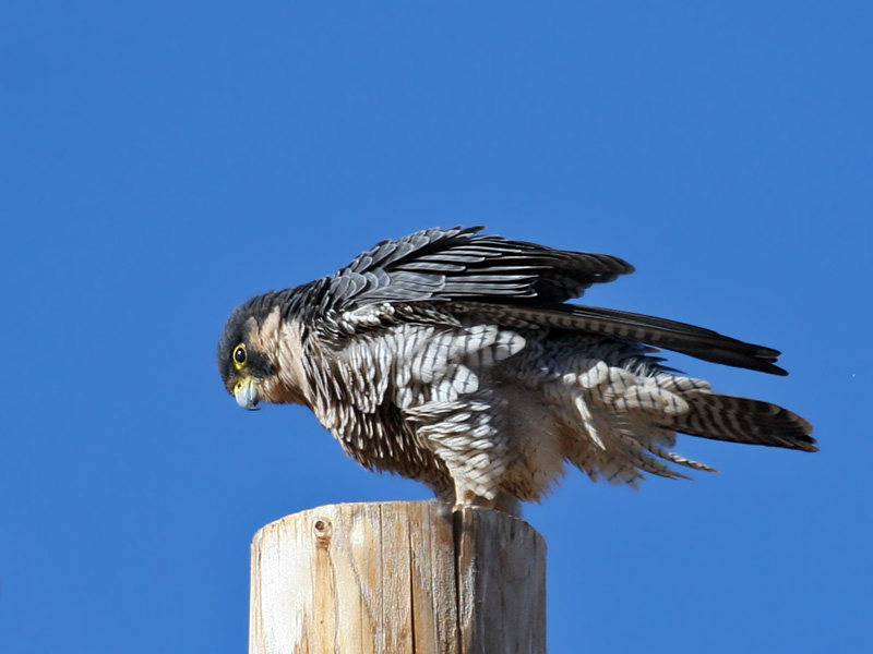 IMG_1570a Peregrine Falcon.jpg