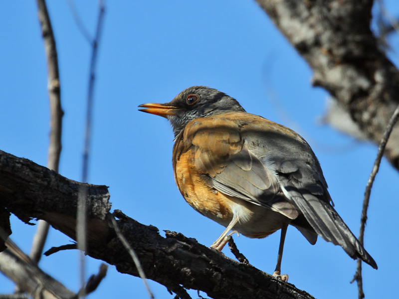 IMG_3382 Rufous-backed Robin.jpg