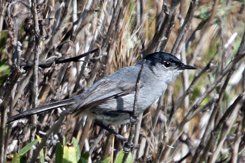 IMG_4820a California Gnatcatcher.jpg