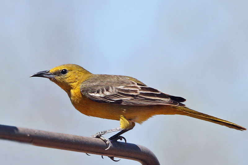 IMG_0263 Hooded Oriole female.jpg