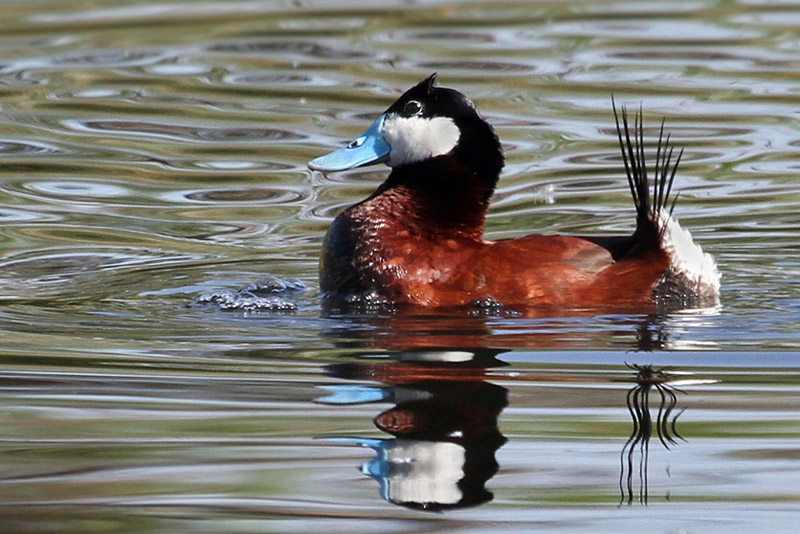 IMG_1590 Ruddy Duck breeding male.jpg