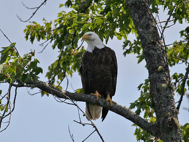 IMG_7810 Bald Eagle.jpg