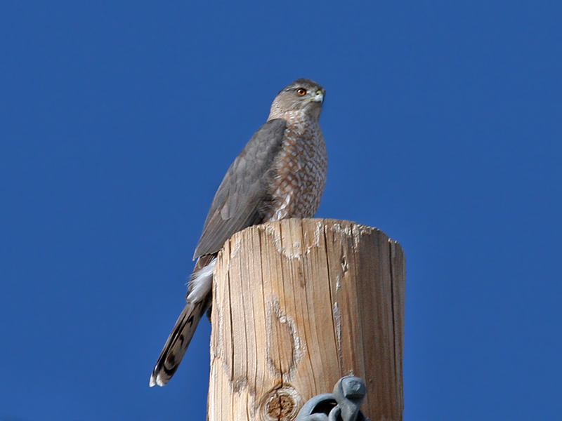 IMG_3245 Coopers Hawk.jpg