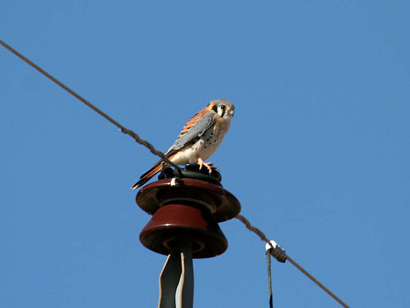 IMG_7928 American Kestrel.jpg