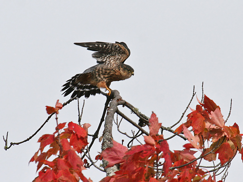 IMG_0540 Merlin.jpg