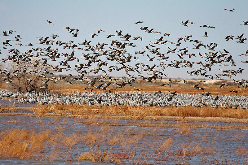 IMG_9940 Sandhill Cranes.jpg