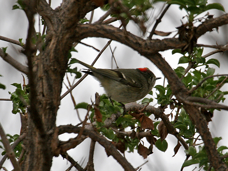 IMG_0915 Ruby-crowned Kinglet.jpg