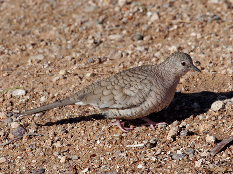 IMG_3259 Inca Dove.jpg