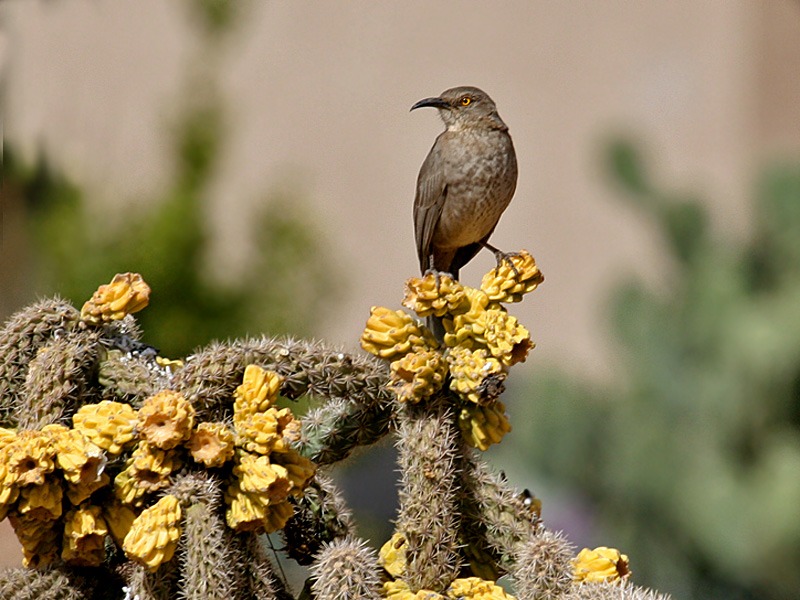 IMG_1465 Curved-bill Thrasher.jpg