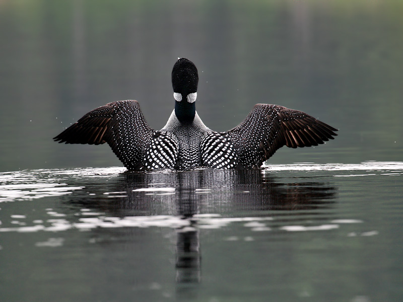 IMG_0771 Common Loon.jpg