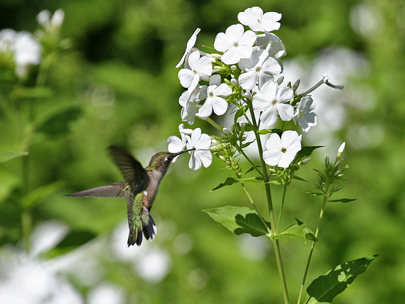 IMG_8783 Ruby-throated Hummingbird.jpg