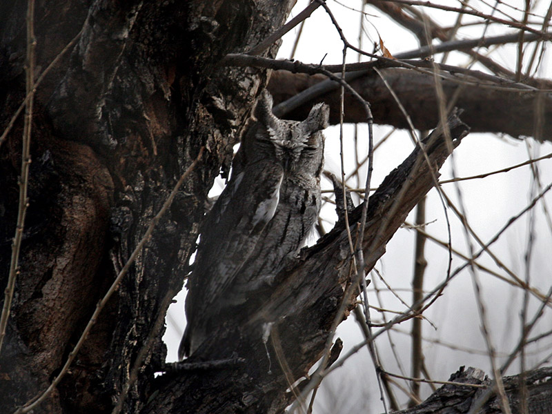 IMG_4609 Western Screech Owl.jpg