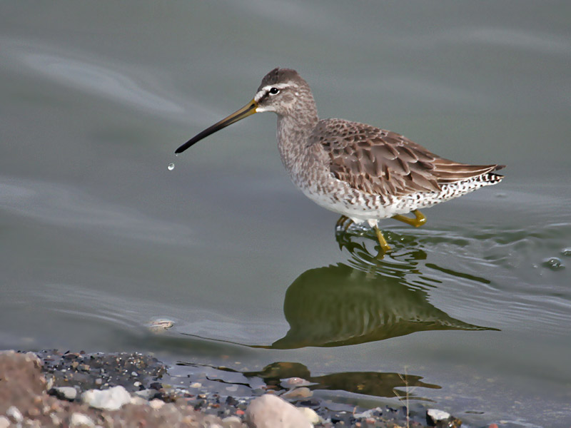 IMG_2510 Long-billed Dowitcher.jpg