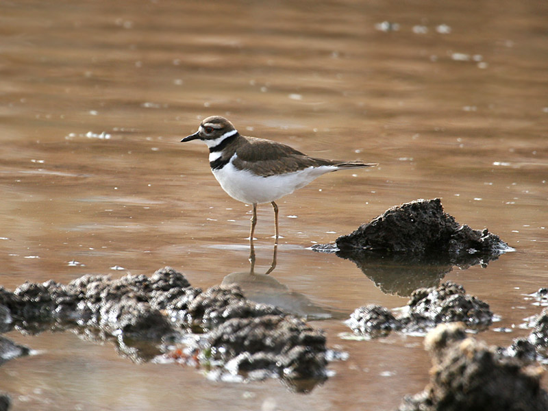 IMG_7573 Killdeer.jpg