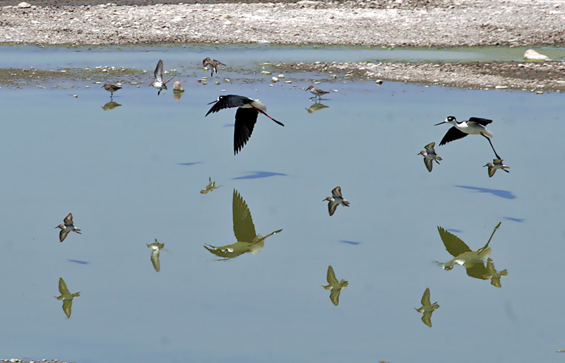 IMG_9917 Stilts  and Sandpipers.jpg