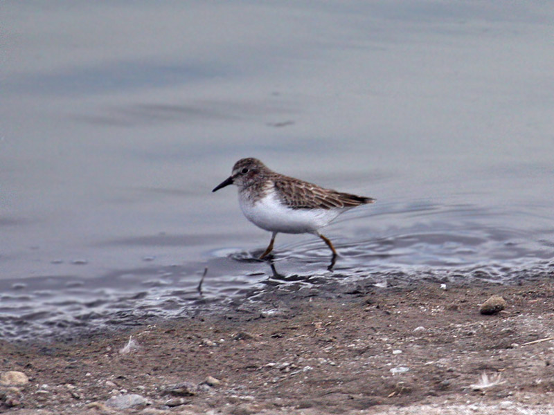 IMG_2609  Sandpiper.jpg