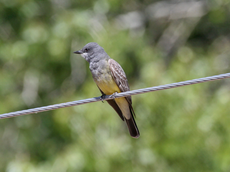 IMG_8446 Cassins Kingbird.jpg