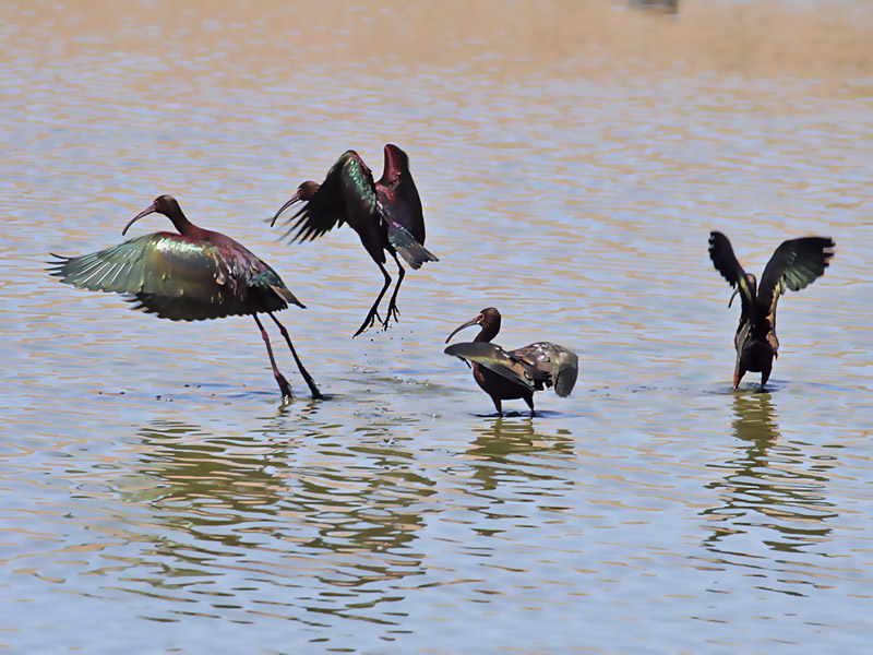 IMG_0286 White-faced Ibis.jpg