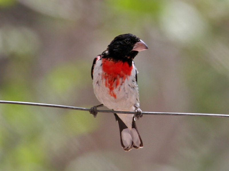 IMG_0911 Rose-breasted Grosbeak.jpg