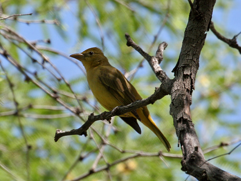 IMG_1261 Summer Tanager.jpg