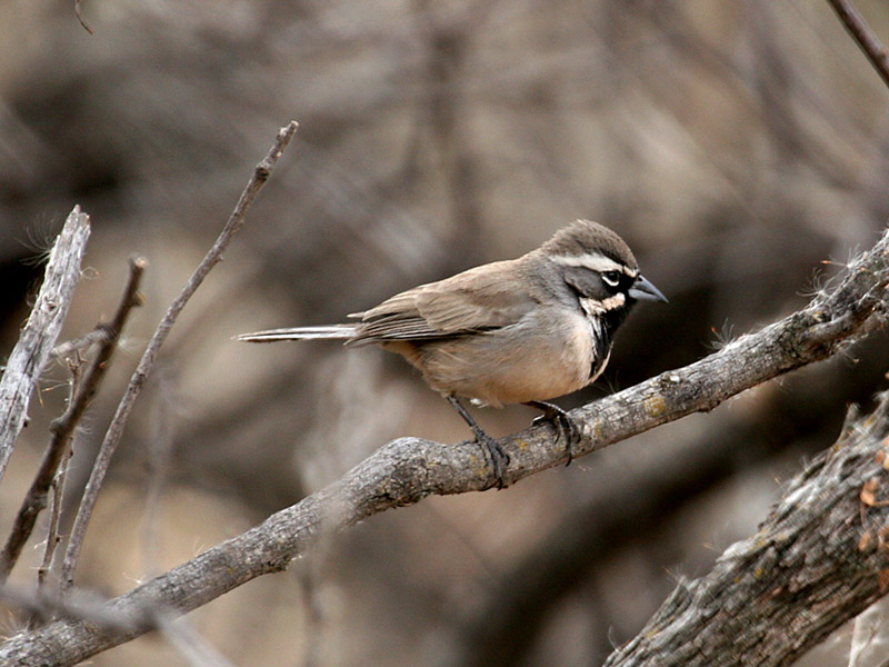 IMG_0412 Black-throated Sparrow.jpg