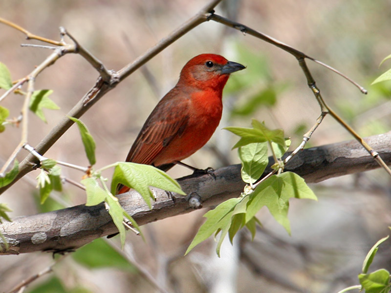 IMG_1022 Hepatic Tanager.jpg