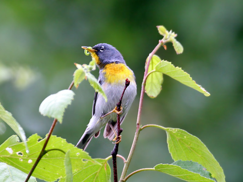 IMG_4759 Northern Parula.jpg