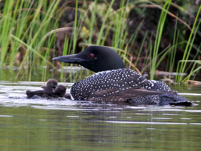 IMG_5602 Common Loon and Chicks.jpg
