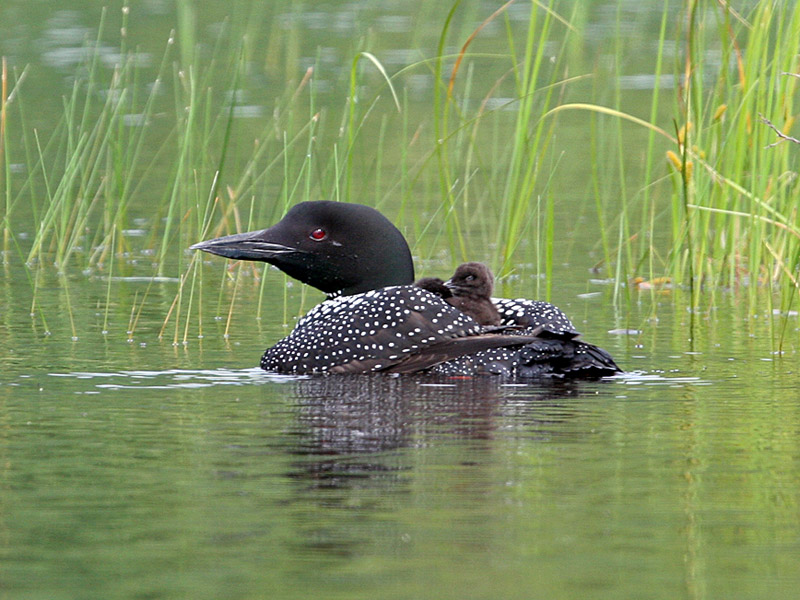 IMG_5674 Loon - chicks.jpg