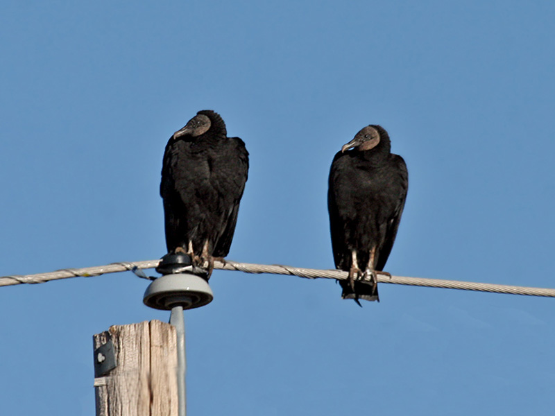 IMG_0838 Turkey Vulture.jpg