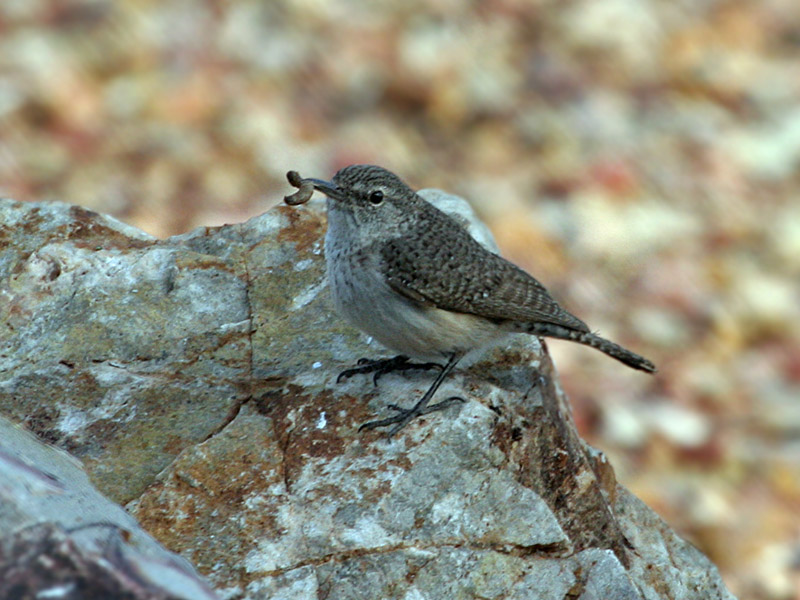 IMG_3366 Rock Wren.jpg