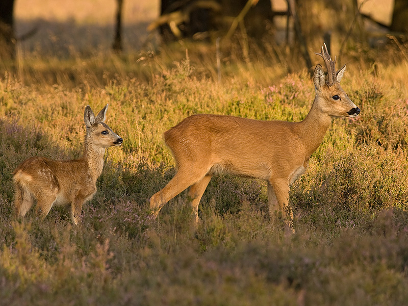 Ree/Roe deer