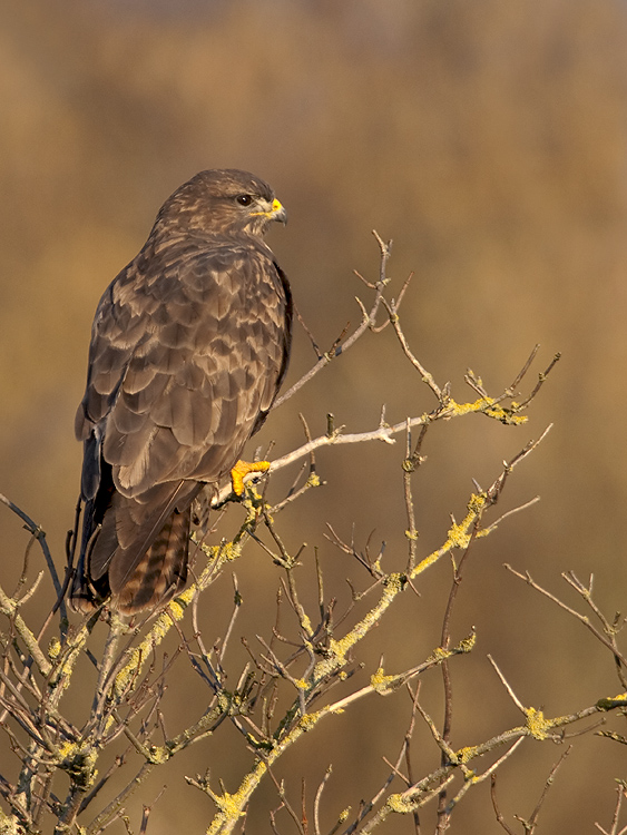 Buizerd/Buzzard