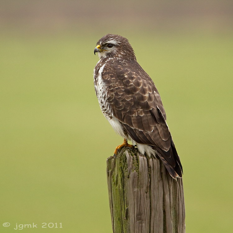 Buizerd/Buzzard