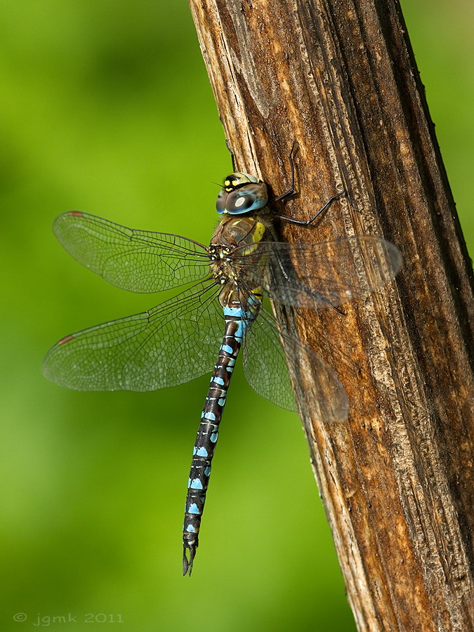 Paardenbijter/Aeshna mixta ♂