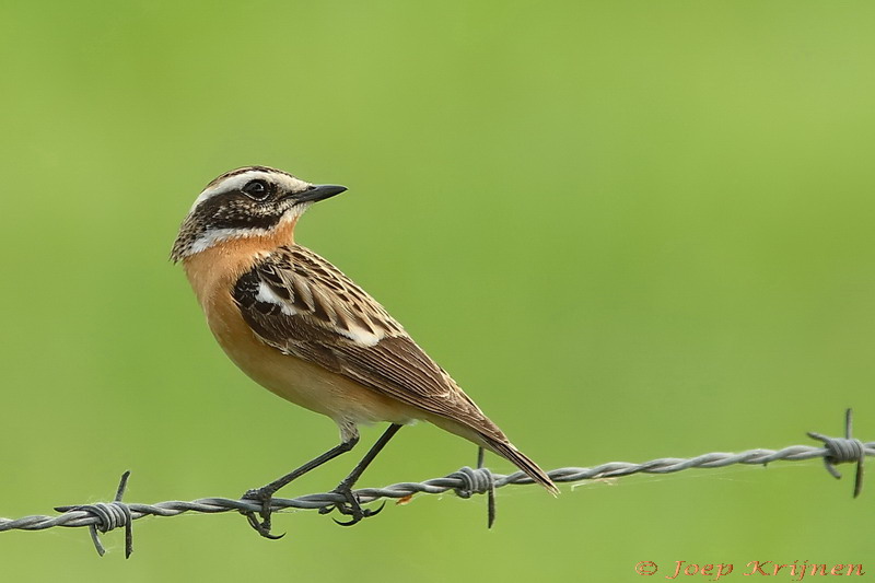 Paapje/Whinchat