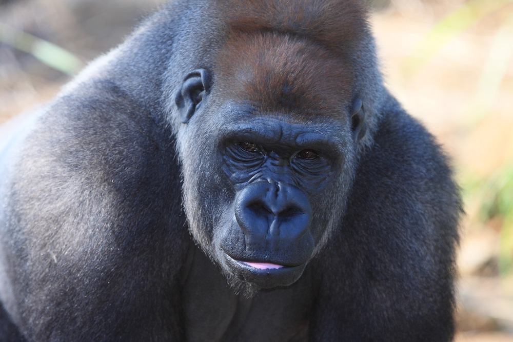 Gorilla 005