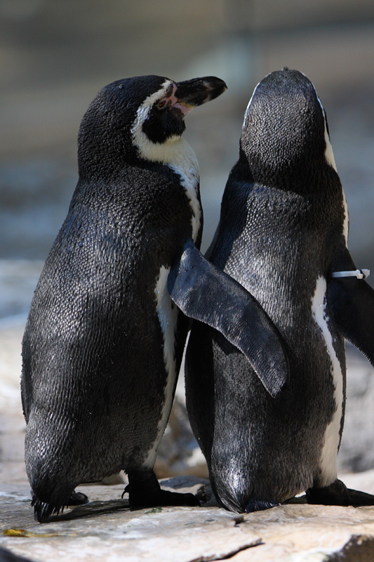 Buddies