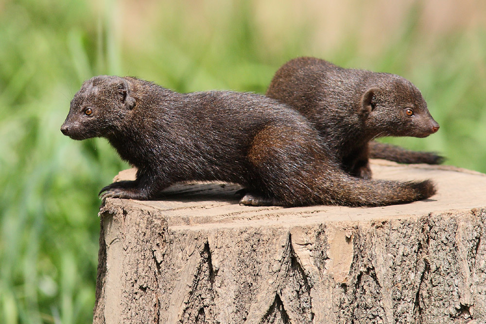Pygmy Mongoose