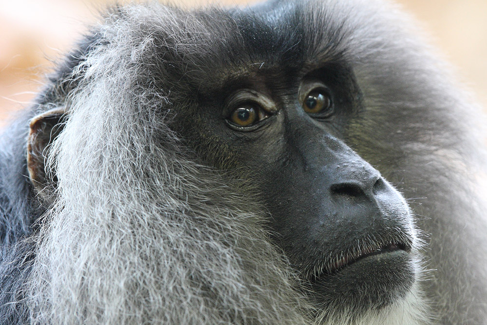 Lion Tailed Macaque