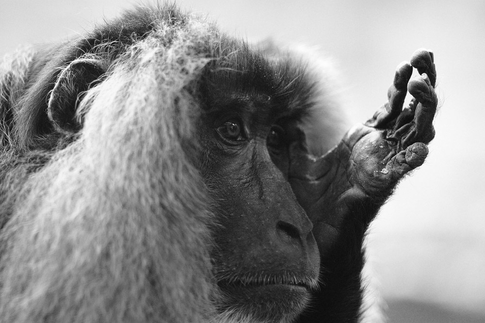 Lion Tailed Macaque