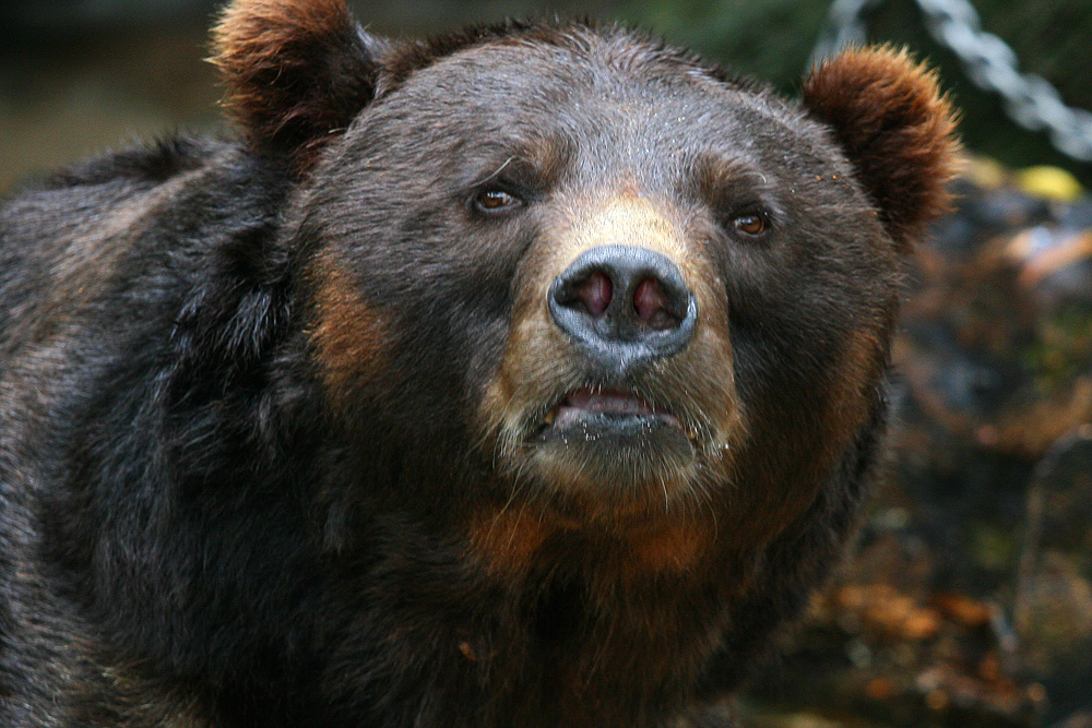 Grizzly Bear